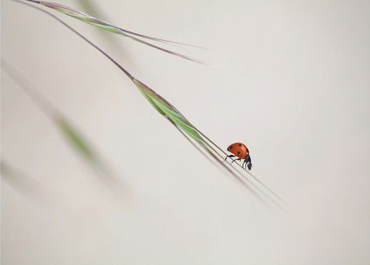 ladybug | Canvas