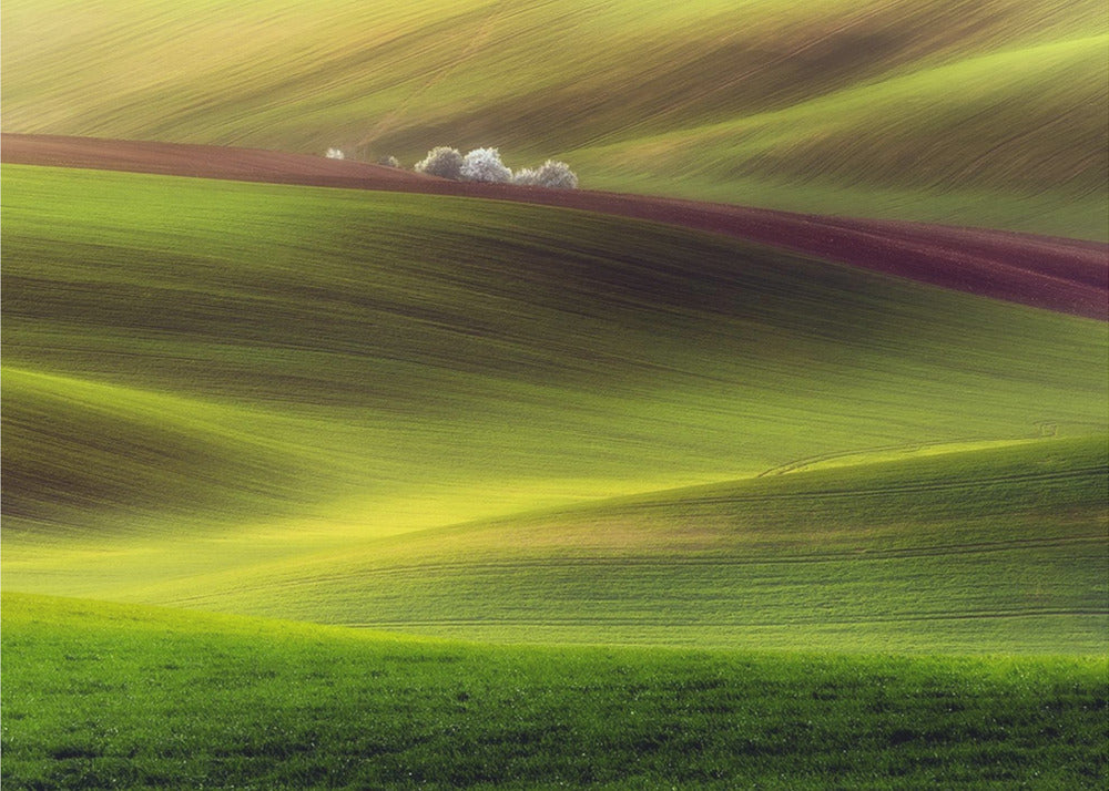 Golden fields | Canvas