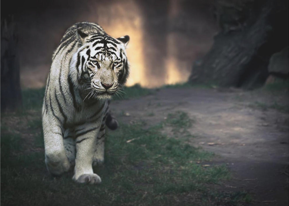 White walker | Wallpaper