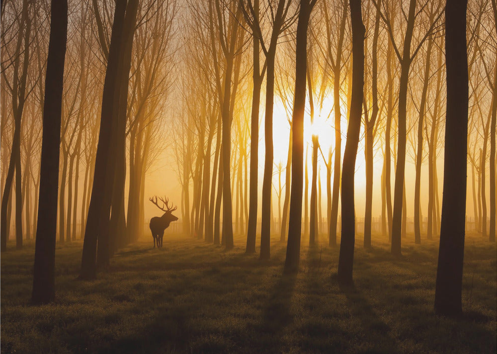 Once Upon a Time | Canvas