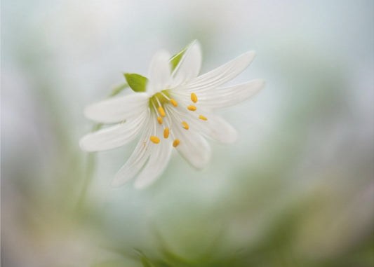 Spring Stitchwort | Canvas