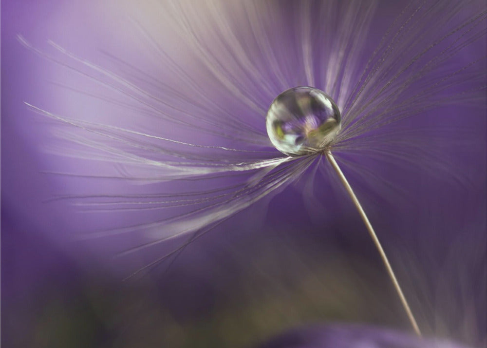 In shades of purple | Canvas