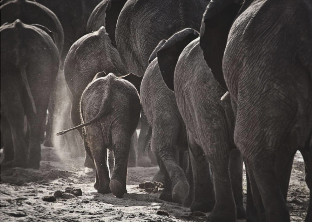 Walking Home | Canvas