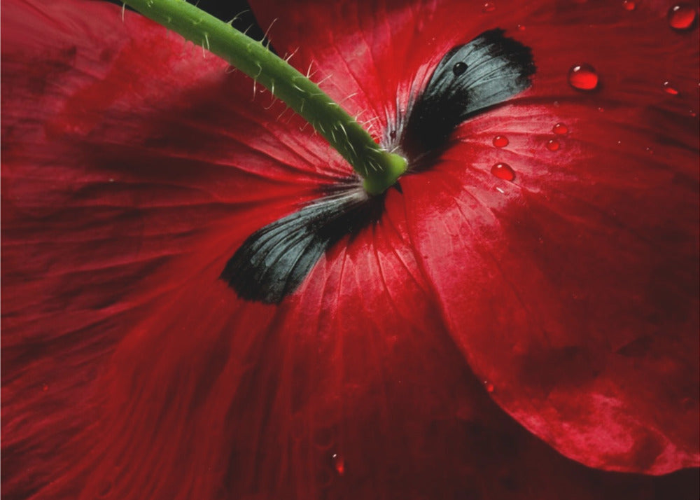 Papaver passion | Canvas