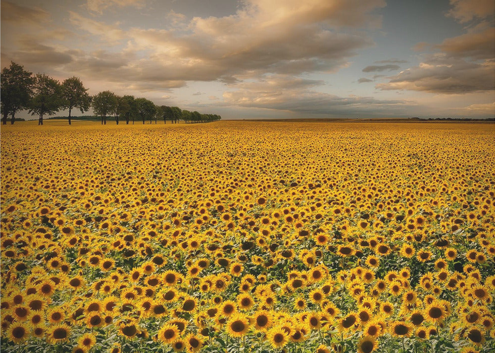 Sunflowers | Poster