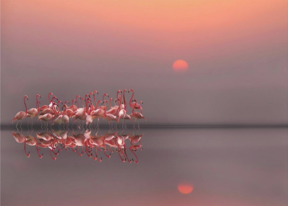 purple sunset | Poster