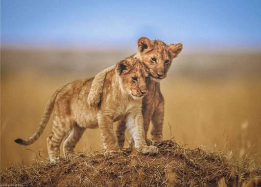 Brothers for Life | Wallpaper