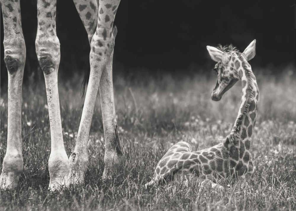 well protected | Canvas