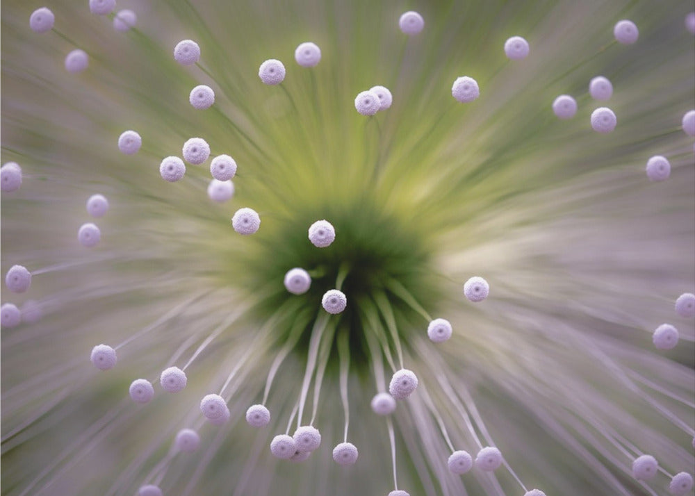 Green and White II | Canvas