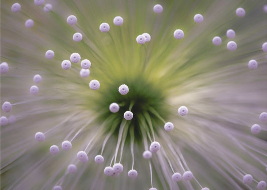 Green and White II | Canvas