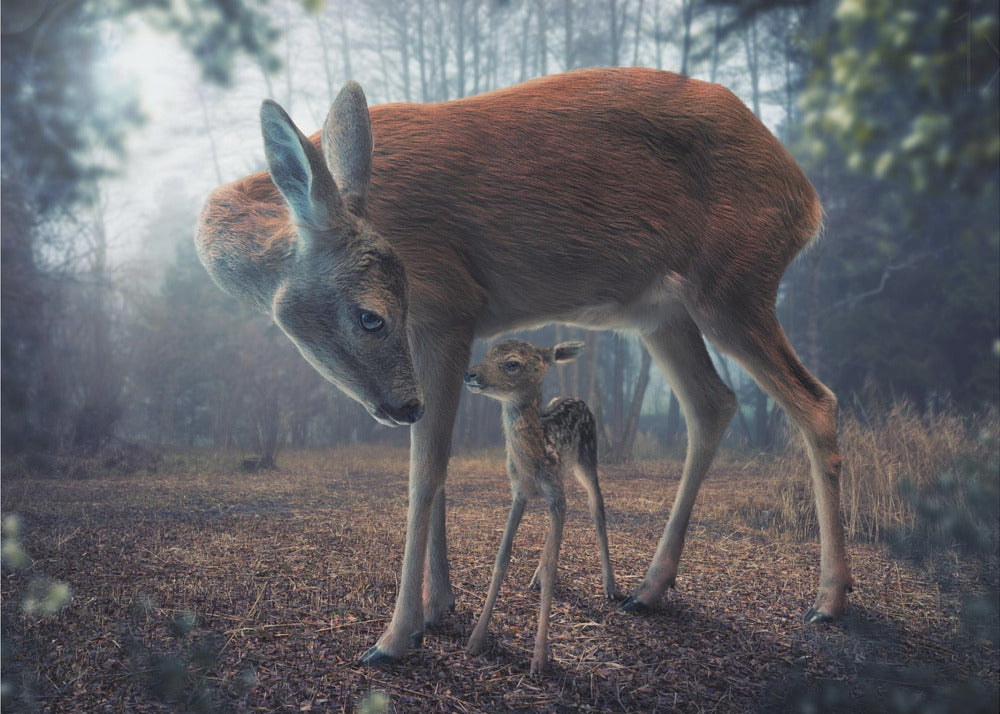 Mother and Fawn | Canvas