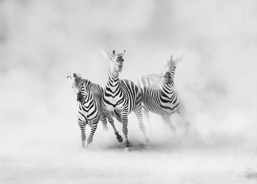 ZEBRAS | Canvas