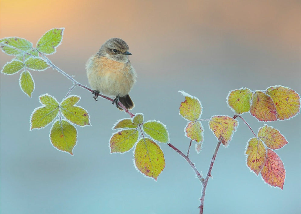 Winter colors | Canvas