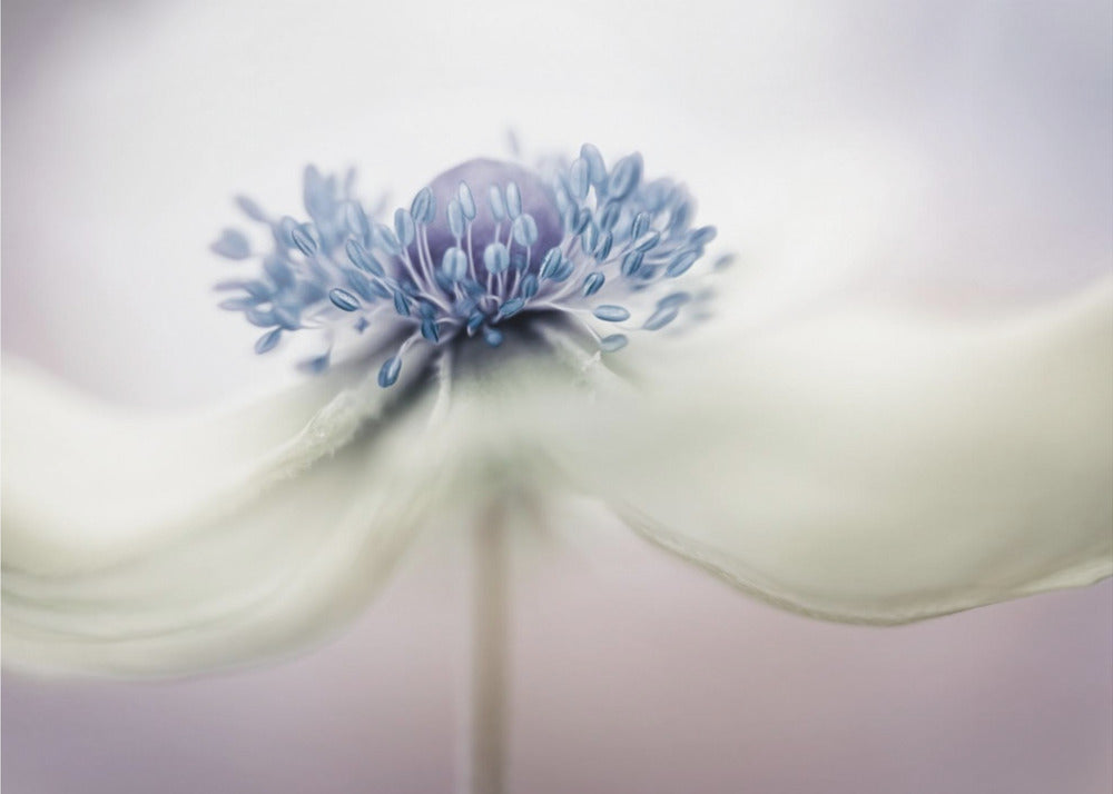 a n e m o n e | Canvas