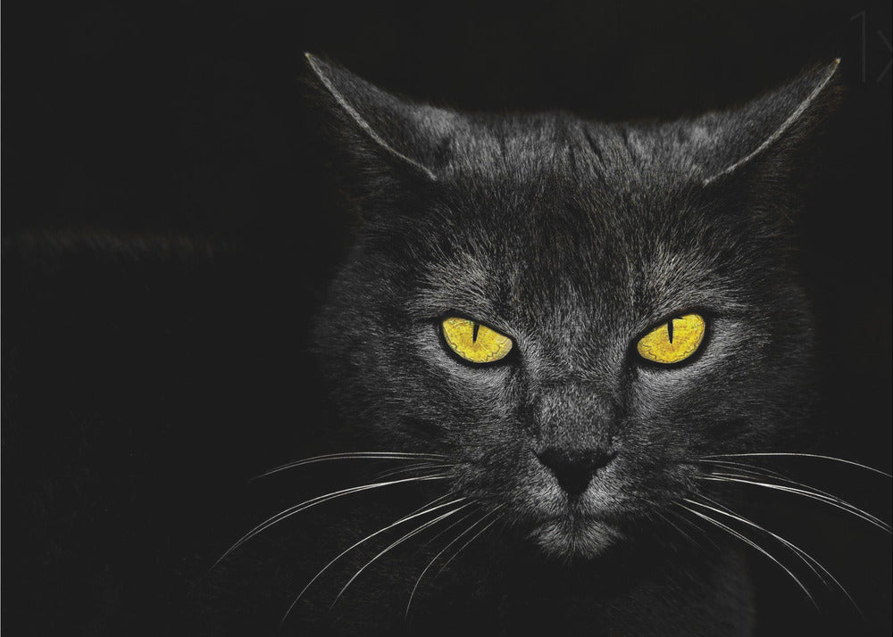 Black Cat | Canvas
