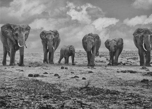 Big Family | Wallpaper