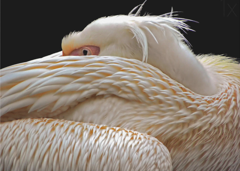 To be half asleep... | Canvas