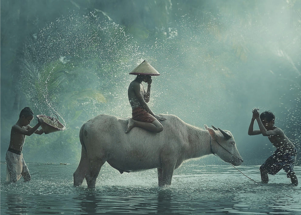 Water Buffalo | Canvas