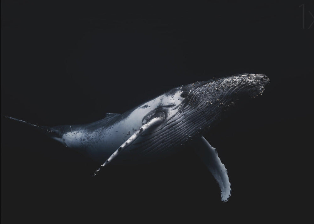 Black & Whale | Canvas