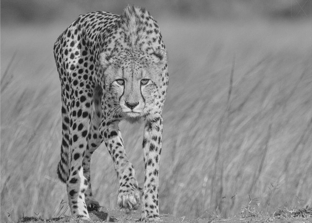 Focused predator | Poster