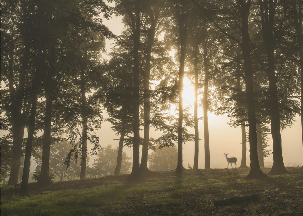 Deer in the morning mist. | Wallpaper