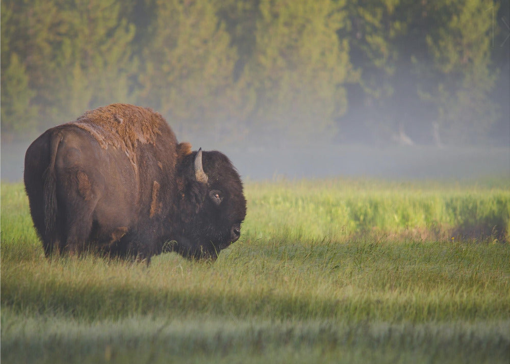 Bison in Morning Light | Poster