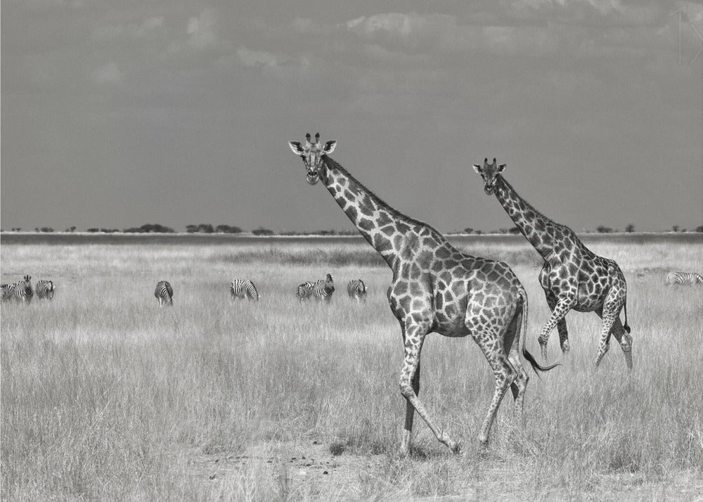 Tourists Spend | Poster