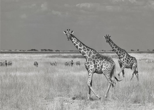 Tourists Spend | Canvas