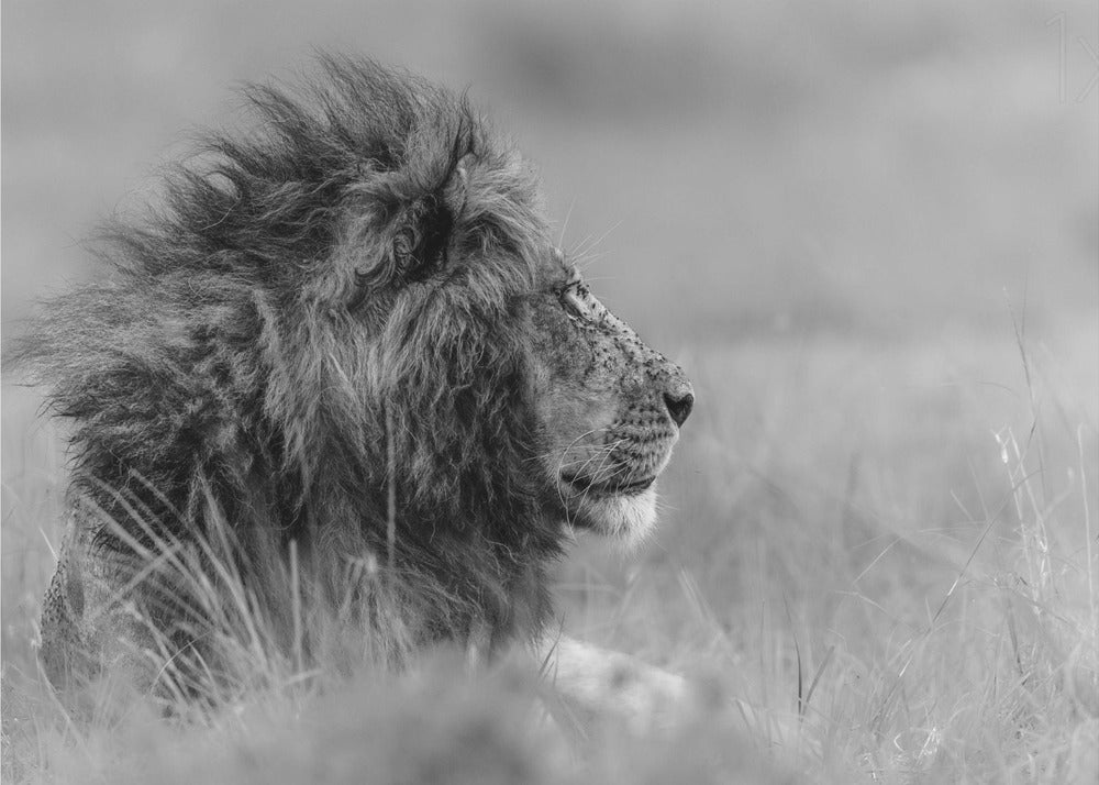 The king is alone | Poster