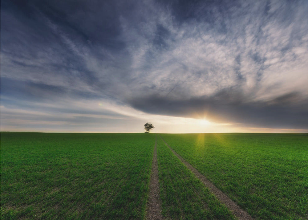 loner in the sun | Poster