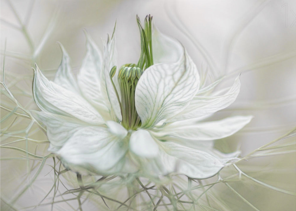 Nigella | Canvas