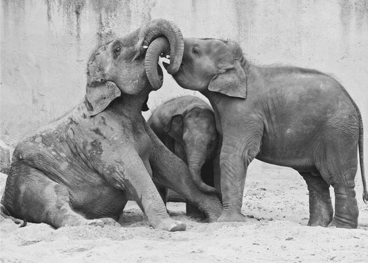 MÉNAGE À TROIS | Canvas