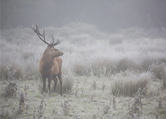 Prideful. deer . | Wallpaper