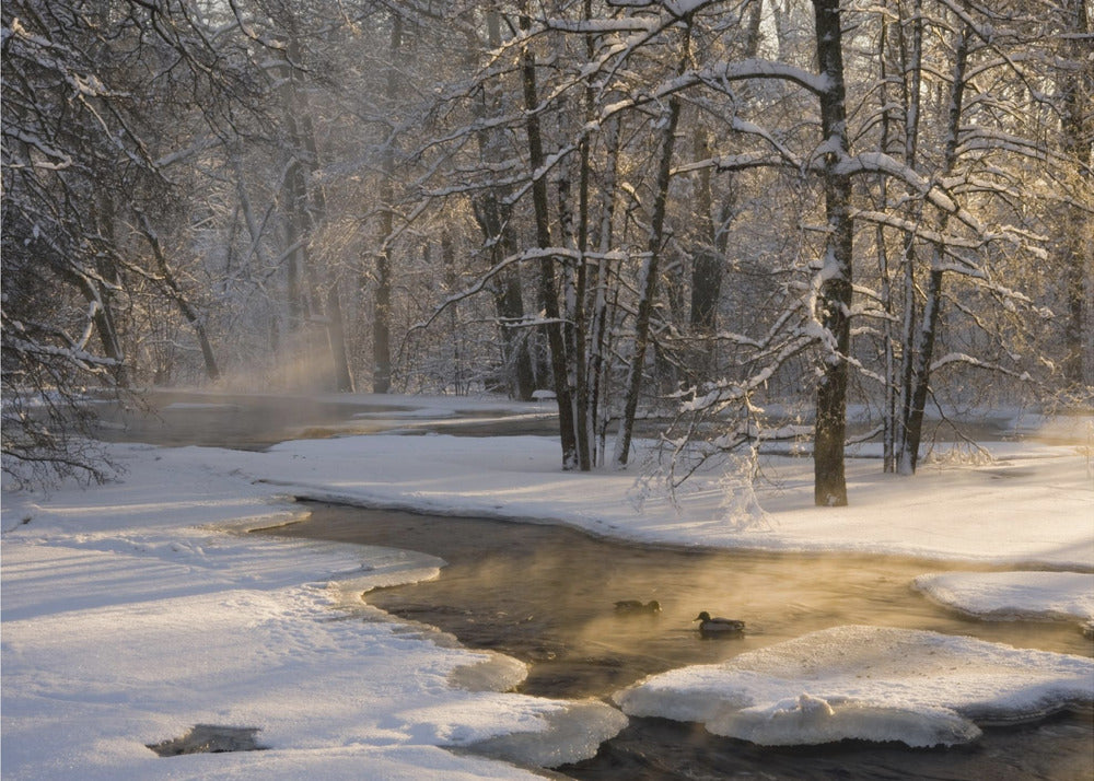 The first light | Poster