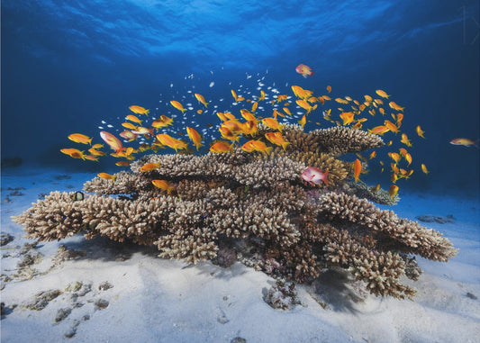 Marine Life | Wallpaper