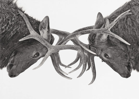 Eye to Eye - Elk fight | Canvas