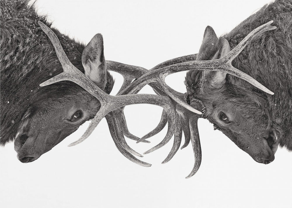 Eye to Eye - Elk fight | Canvas