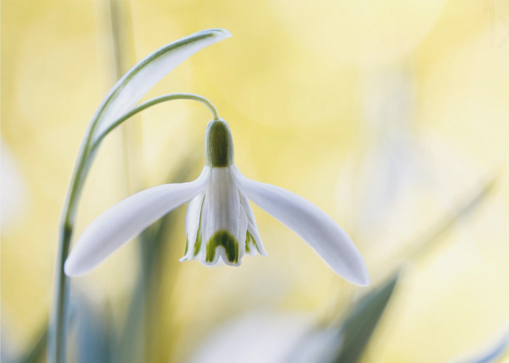 Snowdrops | Canvas