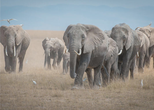 Remember the Titans | Canvas