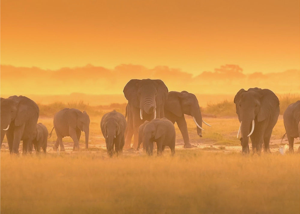 Golden Light | Canvas