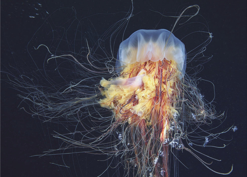 Giant Lion's Mane | Wallpaper