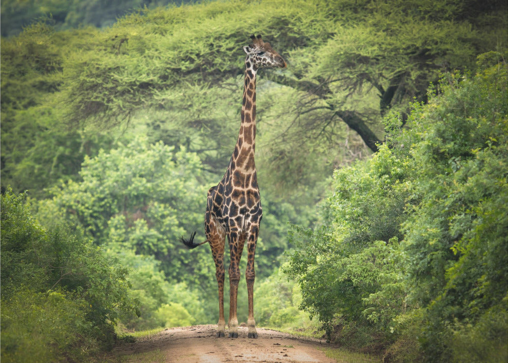 unexpected meeting | Canvas