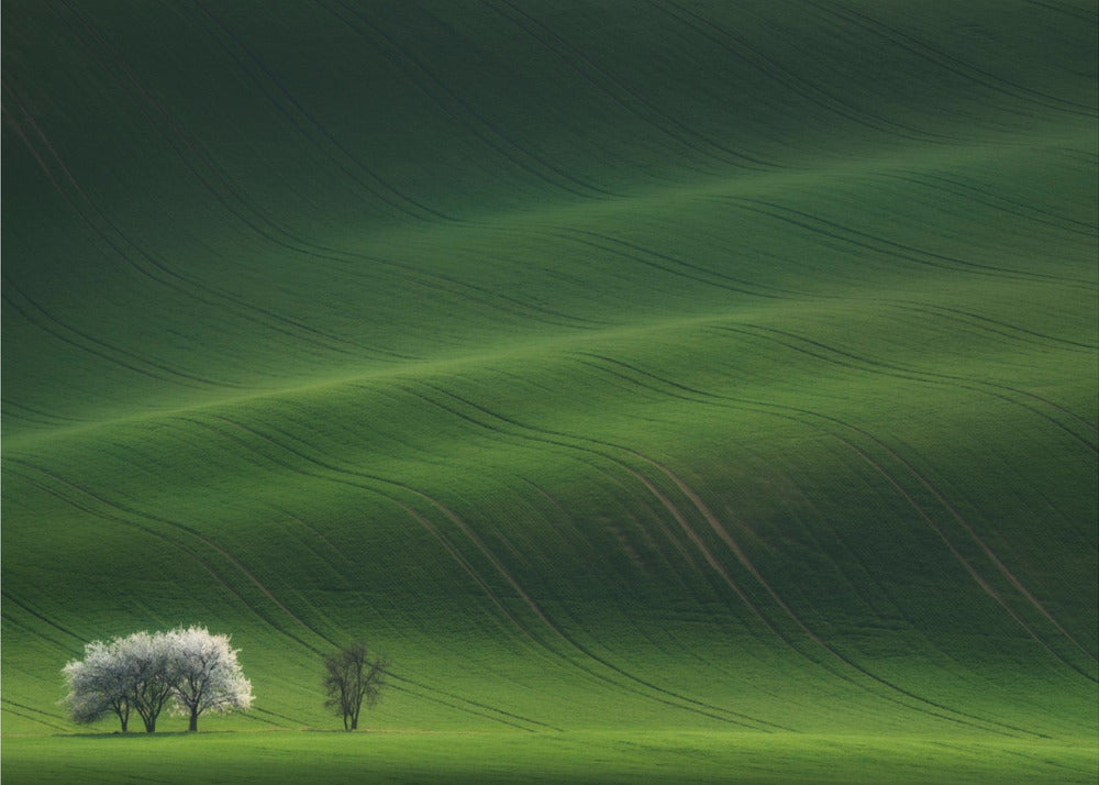 Ladies in White | Poster