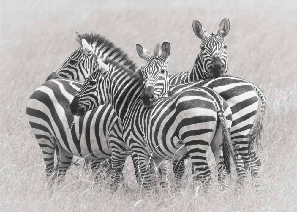 Zebras | Canvas