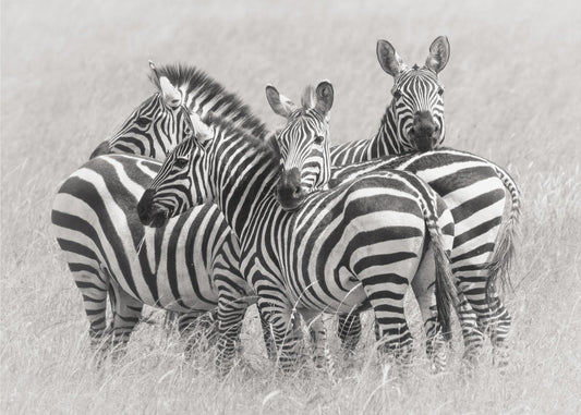 Zebras | Canvas