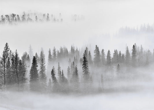 Foggy Forest | Canvas