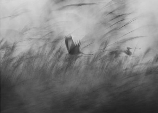 Out of the Blue | Wallpaper