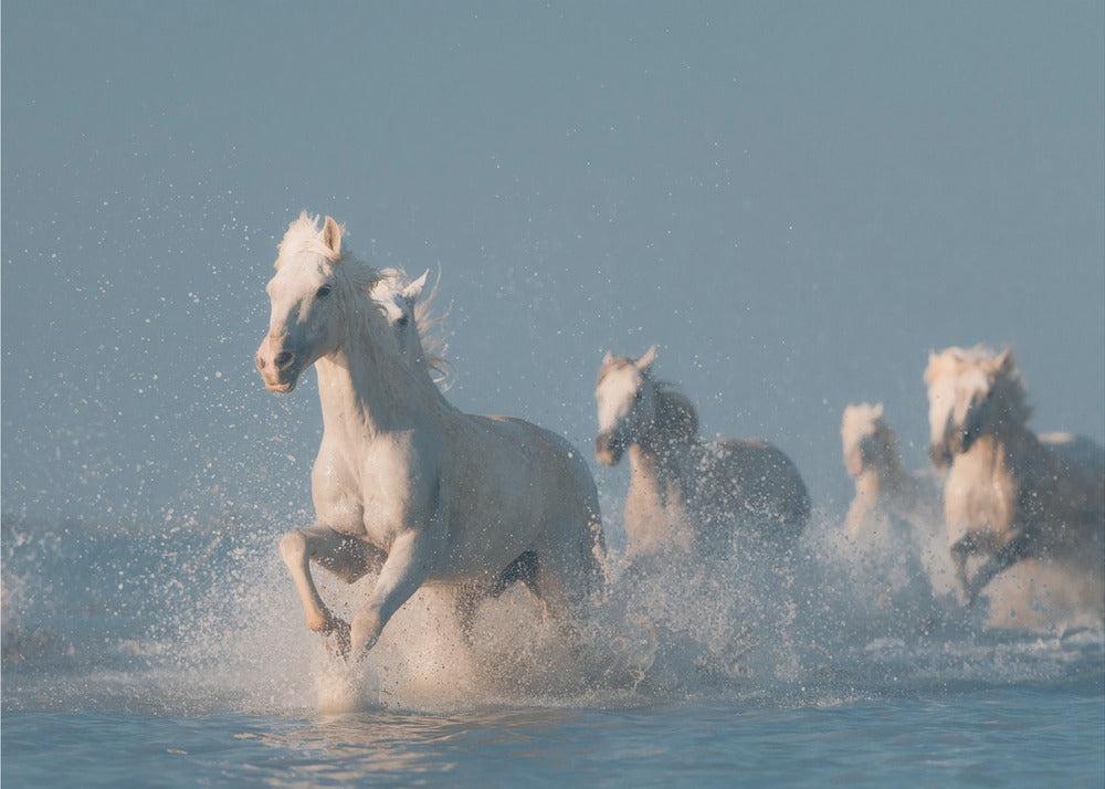 Angels of Camargue | Wallpaper