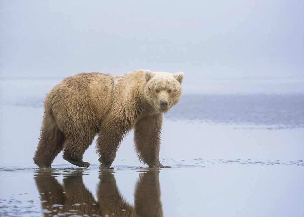 The Bear Walk | Wallpaper
