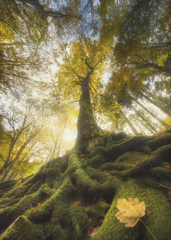 The goodbye of a leaf | Poster